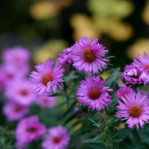 New England Aster