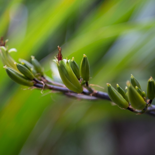 New Zealand Flax Flower
