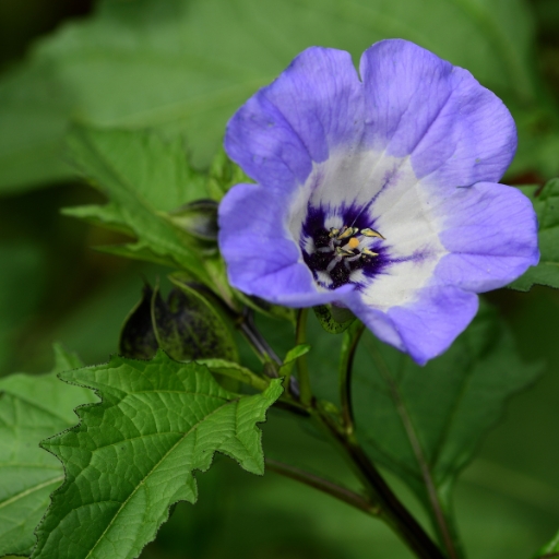 Nicandra (Apple of Peru)