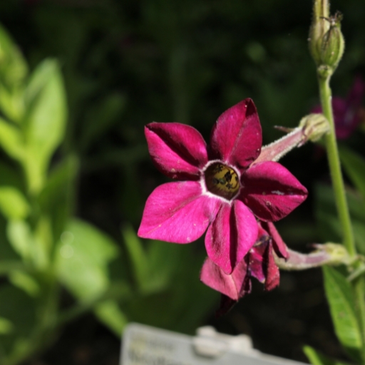 Nicotiana (Flowering Tobacco)