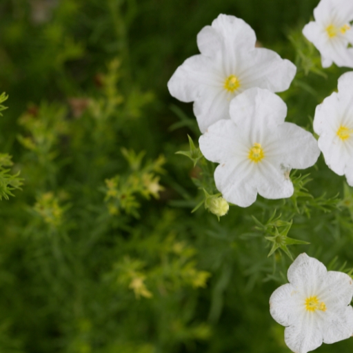 Nierembergia (Cupflower)