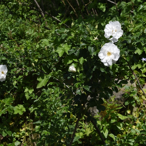 Nierembergia rivularis