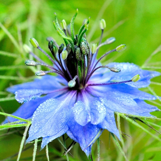 Nigella (Love-in-a-Mist)