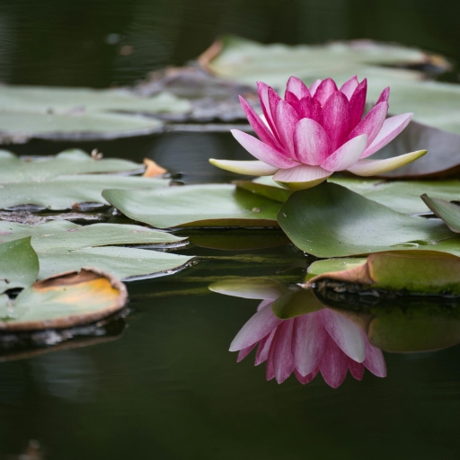 Nymphaea (Water Lily)