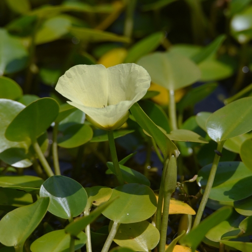 Nymphoides (Floating Heart)