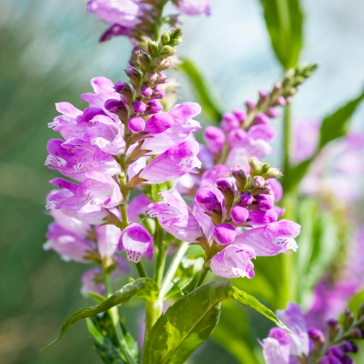 Obedient Plant