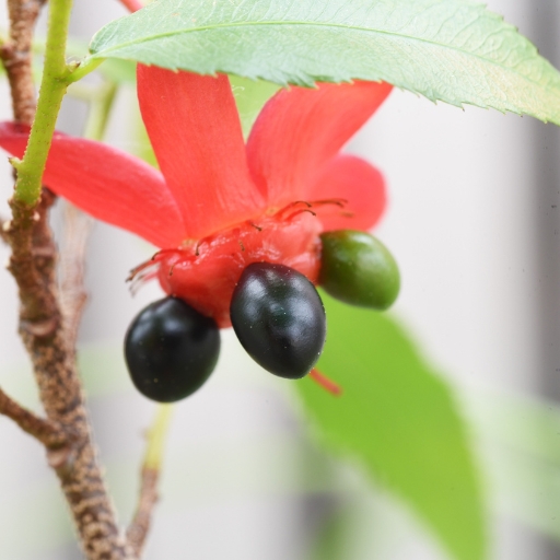 Ochna (Mickey Mouse Plant Flower)