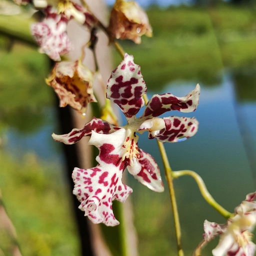 Odontoglossum Orchid