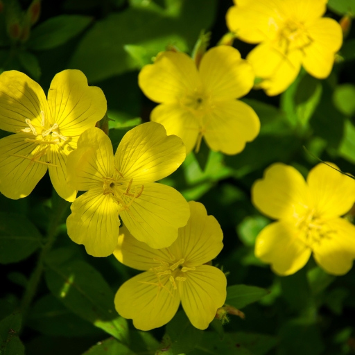 Oenothera (Evening Primrose)