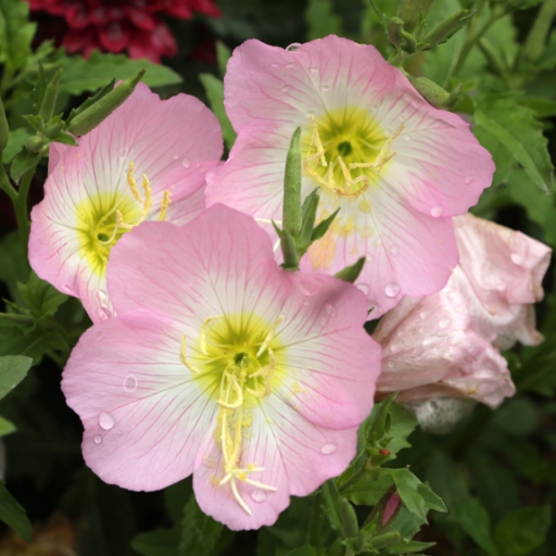 Oenothera speciosa (Pink Evening Primrose)
