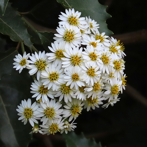 Olearia (Daisy Bush)