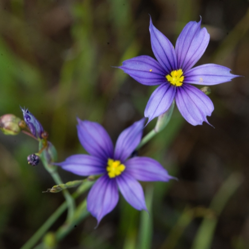 Olsynium (Blue Eyed Grass Relative)