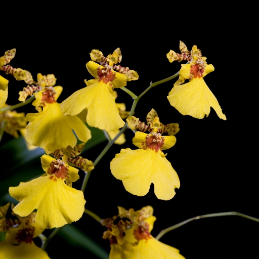 Oncidium (Dancing Lady Orchid)