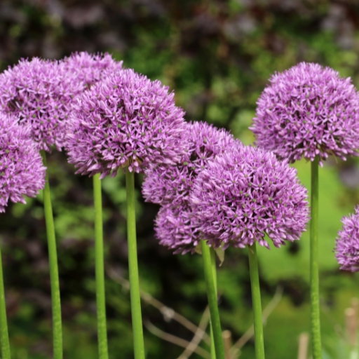 Ornamental Onion (Allium)