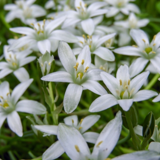 Ornithogalum (Star of Bethlehem)