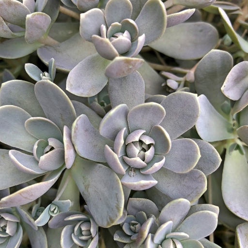 Orostachys (Dunce Cap Succulent Flower)