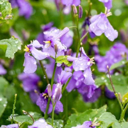 Orychophragmus (Chinese Violet Cress)
