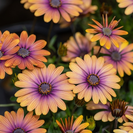 Osteospermum (African Daisy)