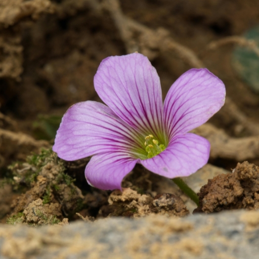 Oxalis (Wood Sorrel)