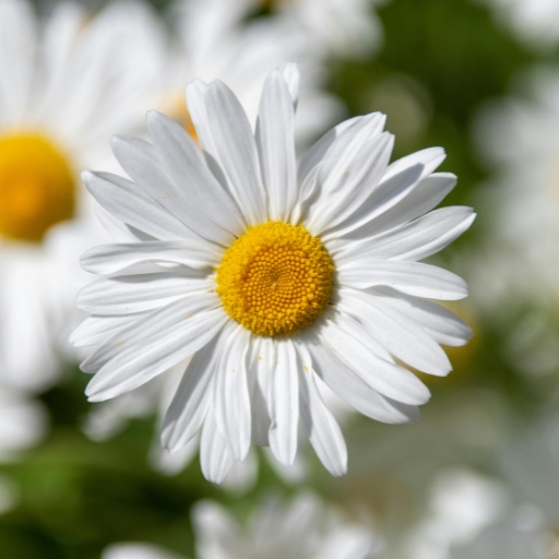 Oxeye Daisy