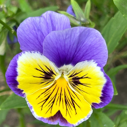 Pansy