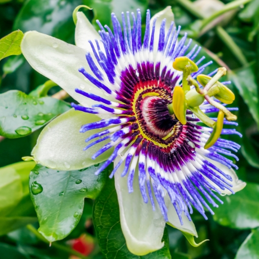 Passionflower