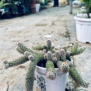 Peanut Cactus