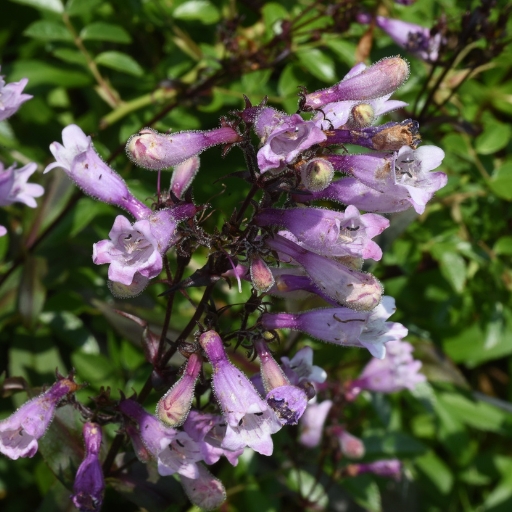 Penstemon (Beardtongue)