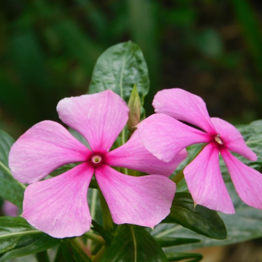 Periwinkle (Vinca)