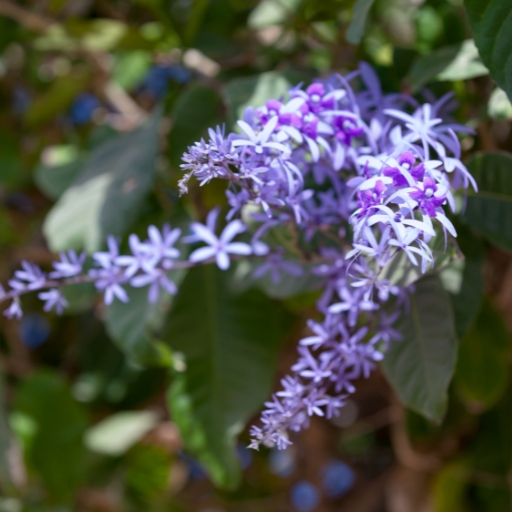 Petrea (Queen’s Wreath)