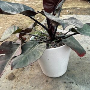 Philodendron Black Cardinal