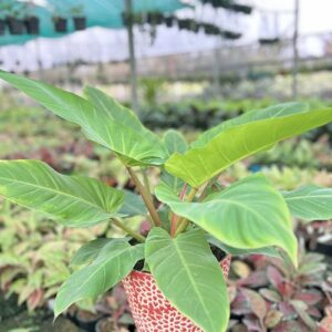 Philodendron Green Princess