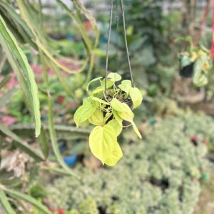 Philodendron Lemon Lime