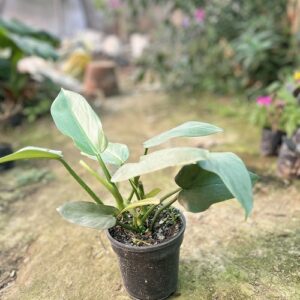 Philodendron Moonlight