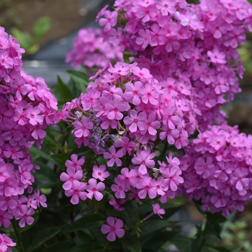 Phlox