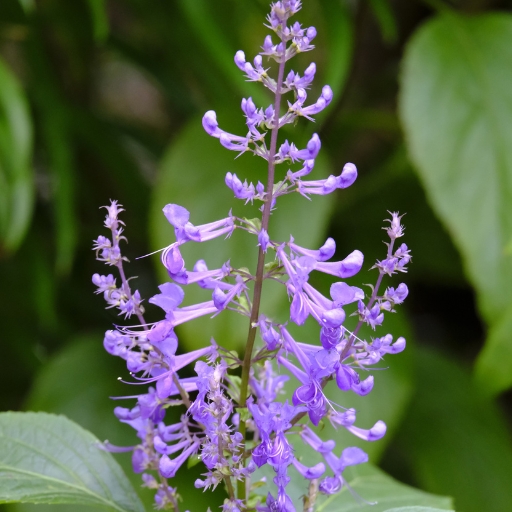 Plectranthus