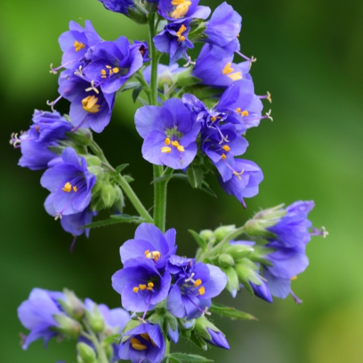 Polemonium (Jacob’s Ladder)