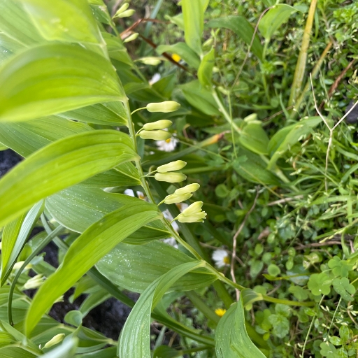 Polygonatum (Solomon’s Seal)