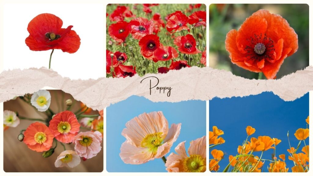 Poppy Flower