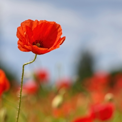 Poppy