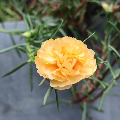 Portulaca (Moss Rose)