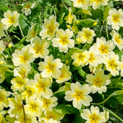 Primrose