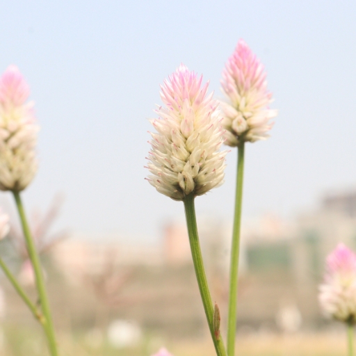 Ptilotus (Mulla Mulla)