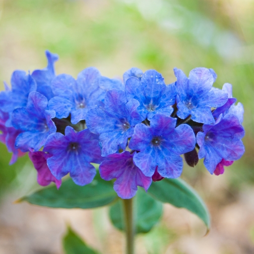 Pulmonaria (Lungwort)