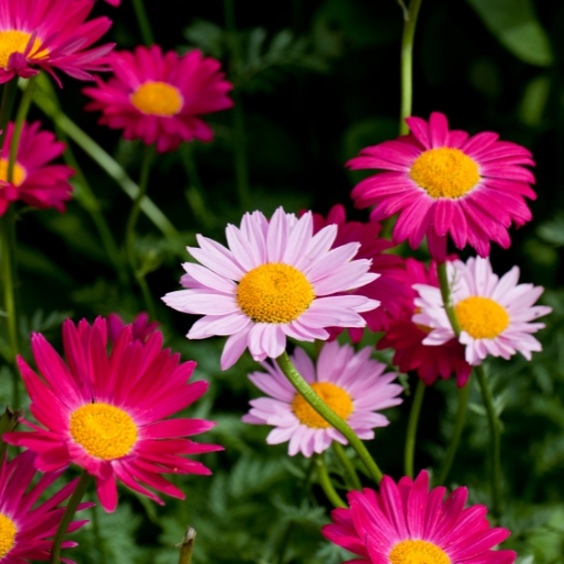 Pyrethrum (Painted Daisy)