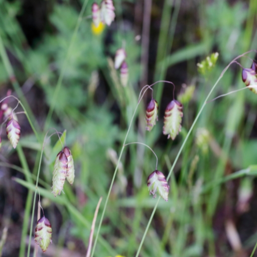 Quaking Grass