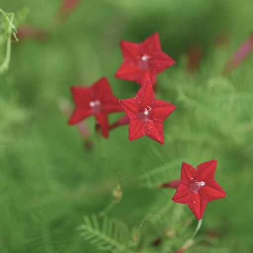 Quamoclit (Cypress Vine)