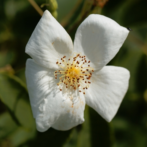 Quararibea Flower