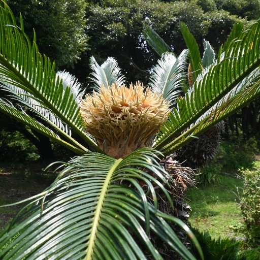 Queen Palm Flower