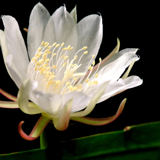 Queen of the Night (Night-Blooming Cereus)